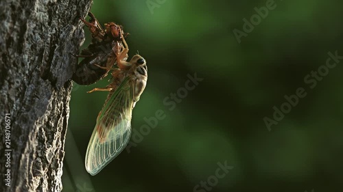 Tokyo,Japan - August 7, 2026: Emergence or eclosion of a cicada in the Morning
