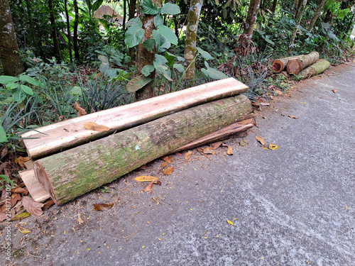 Recently Felled Timber Logs and Rough Wood Planks Resting Beside a Forest Path
