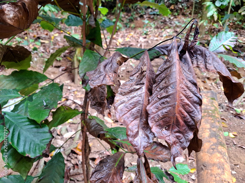Dying and Healthy Plant Leaves Contrasting Textures in a Natural Forest Habitat