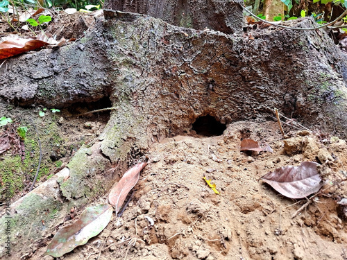Wildlife burrow entrance nestled in textured tree stump and forest floor