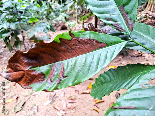 Diseased Coffee Plant Leaf Showing Brown Discoloration and Decay in Natural Setting