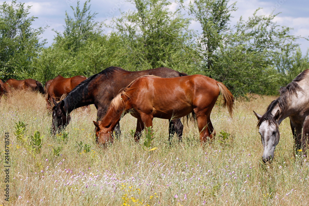 Fototapeta premium horses are grazing in the open countryside