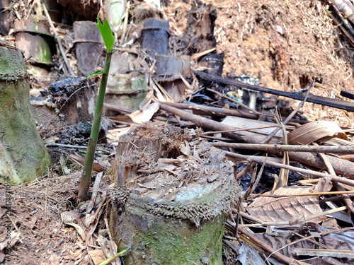 Vibrant green bamboo shoot emerges from earthy ground amidst old forest debris