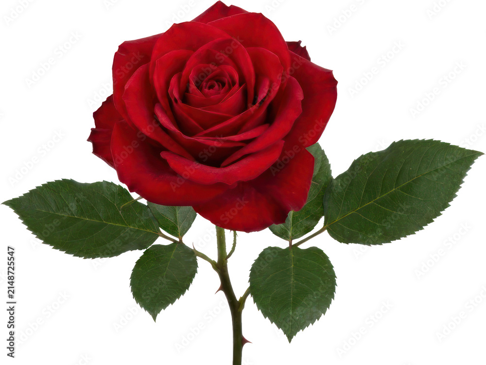 Fototapeta premium Single red rose flower on black background.