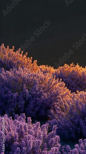 colorful coral reef