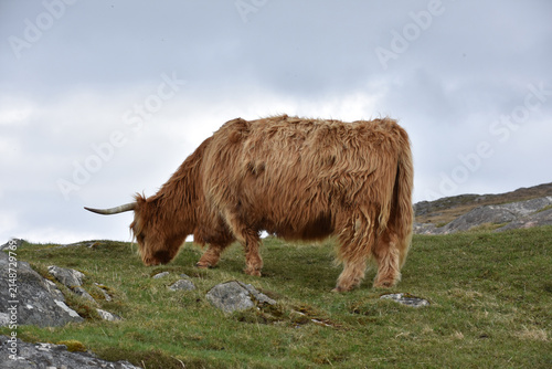 фотографія Hardy Highland Cattle in Scottish Hebridean Upland Pasture