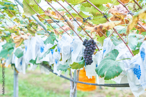 Foto Fresh dark purple Campbell grapes shown harvested on white wrapping and growing
