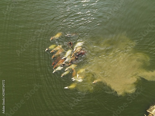 Aerial view of a herd of cattle swimming across a river, creating ripples and stirring up sediment in the water in Kushtia, Khulna Division, Bangladesh.
