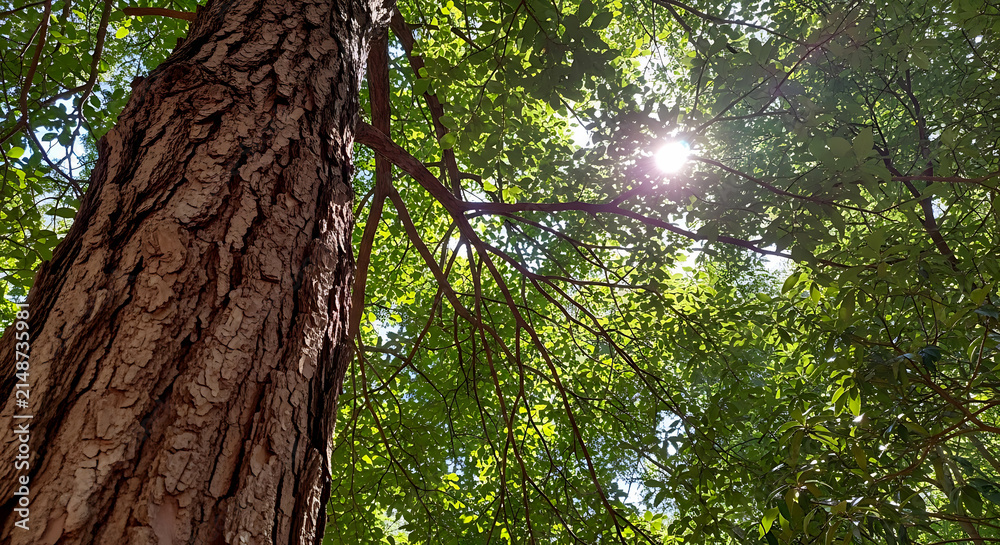 Fototapeta premium Sunlight shining through green tree leaves in a forest