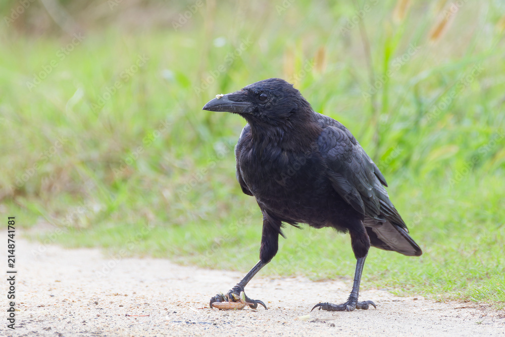 Fototapeta premium バッタを捕まえたハシボソガラス(Carrion Crow)