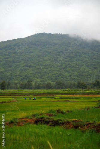 Farmers Working in Green Rice Fields with Foggy Mountain Background