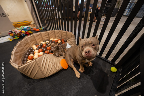 A pet hotel. A bully and a Chihuahua play in a dog daycare.