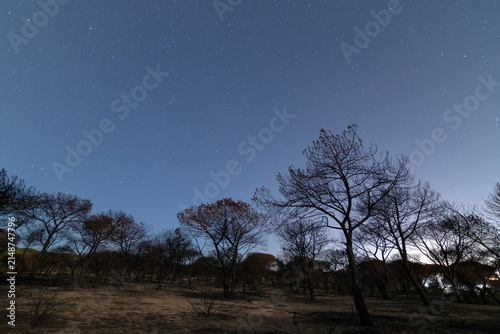 Cuadro en lienzo Observando en la noche la zona quemada bajo la luz de las estrellas