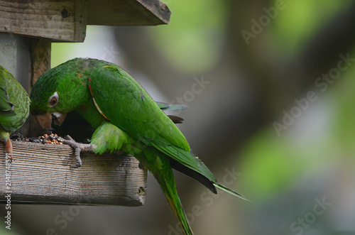 Parakeet Breakfasting at a Birdfeeder