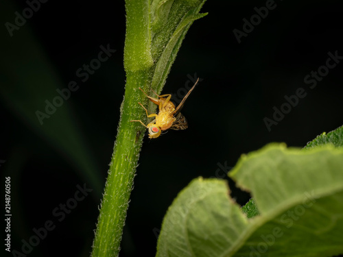 Obraz na płótnie Macro close up of a small yellow fruit fly perched on a textured green plant ste