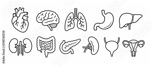 Foto Black and white line art of human organs.