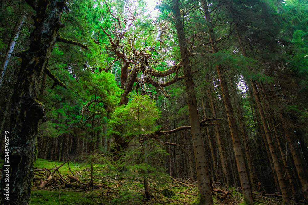 Obraz premium tree in the forest