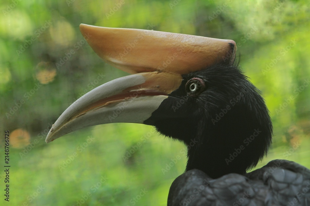 Obraz premium A side view of a beautiful rhinoceros hornbill 