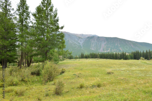 Canvas Print A wide clearing with lonely cedars on the edge of a dense coniferous forest surrounded by a high mountain range on a cloudy summer day
