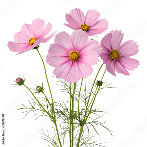 A delicate cluster of pink cosmos flowers isolated on a transparent PNG background, slender green stems with feathery foliage and soft pastel blossoms