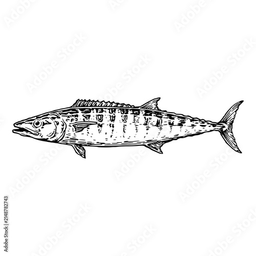 Wahoo Fish Line Art Vector, Hand Drawn Sketch of Fast Swimming Striped Game Fish