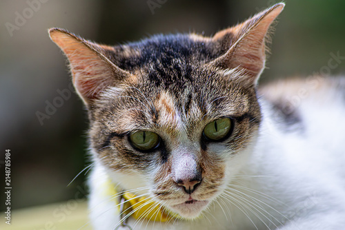 Konstfotografi Striking Close Up Portrait of a Beautiful Calico Cat with Captivating Green Eyes