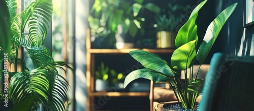 Sunlit indoor plants in a modern room, showcasing home decor and a relaxing atmosphere