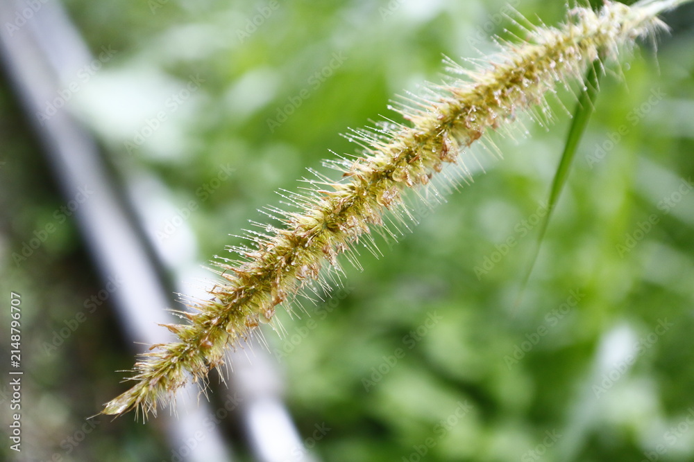 Fototapeta premium Dewdrops glisten on a green foxtail grass spike.