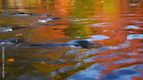 Autumn Foliage Reflections on River Surface 4K Generative AI