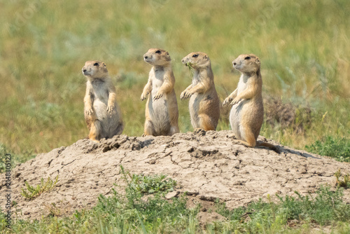 Prairie dogs on the ground