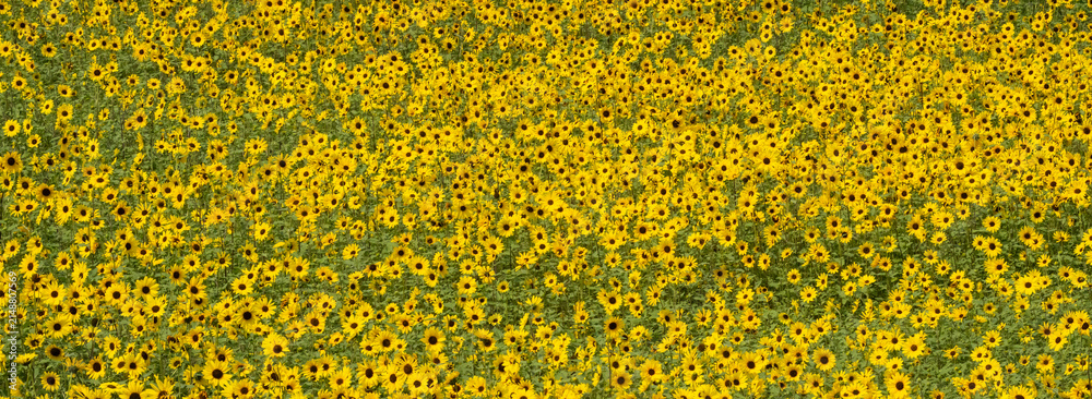 Obraz premium Background of yellow flowers