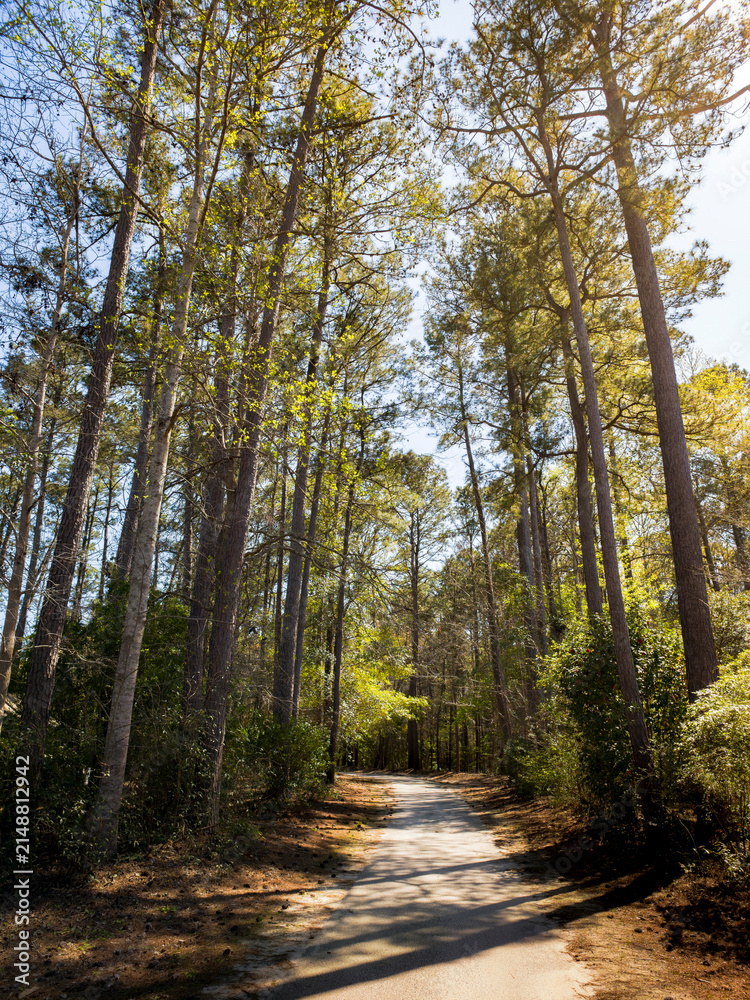 Fototapeta premium Scenic walking path through tall pine trees in South Carolina