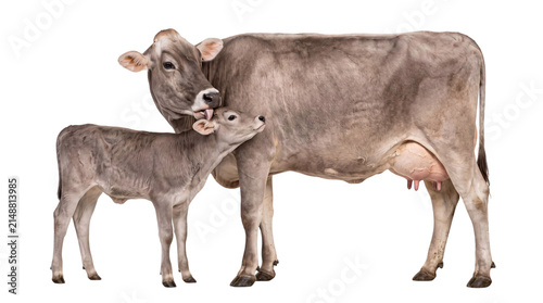 Obraz na plátně Brown cow nuzzles calf tenderly on isolated on transparent background