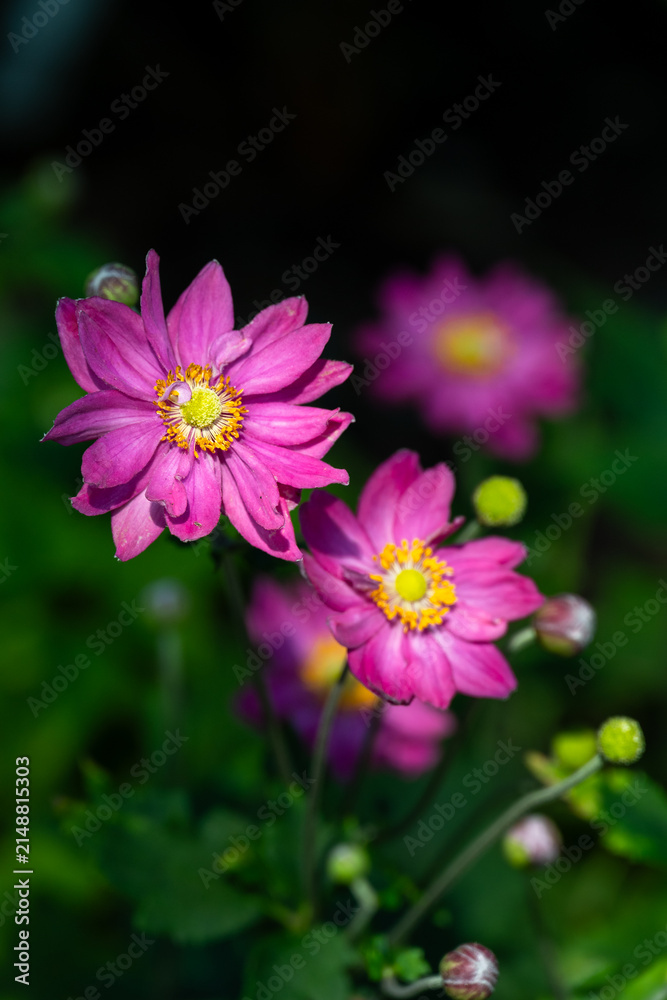 Obraz premium Cheerful pink flower with yellow centers of Curtain Call Pink Japanese Anemone plants blooming in summer, as a nature background 