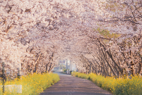 Cherry blossom tunnel with canola flowers along a rural road at sunrise