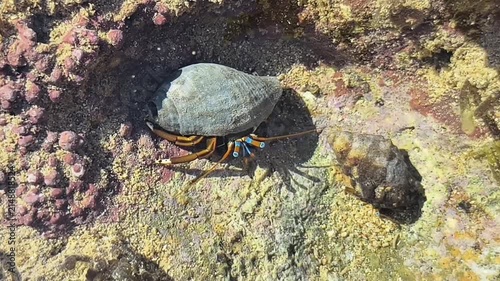 Hermit Crab Walking on Rocky Beach Tide Pool in Natural Coastal Habitat