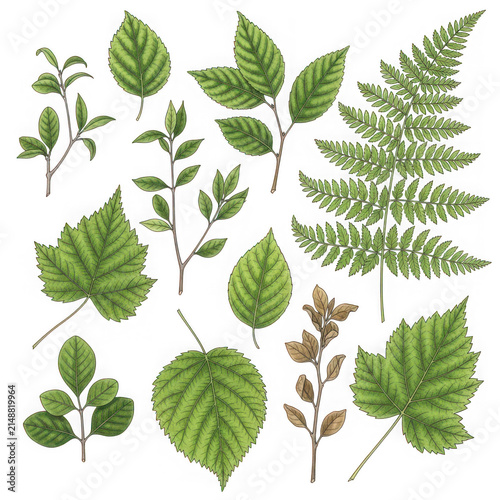 Collection of Various Green Leaves and Fern Fronds.