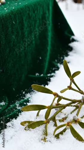 Mistletoe Sprig Resting on Fresh Snow Against a Dark Green Velvet Background