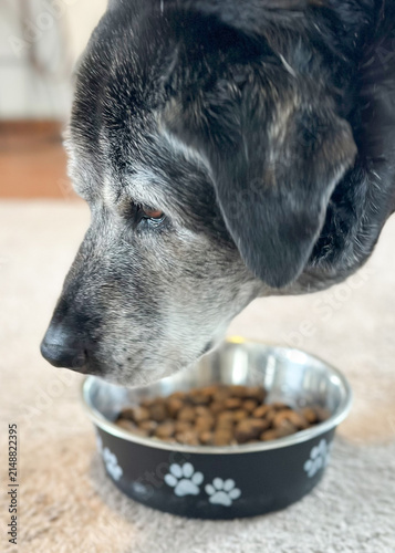 Принти на полотні Senior black Labrador eating dry food