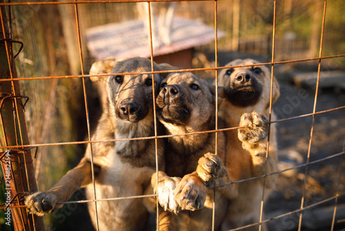Group of stray pups looking through wire fence together at temporary outdoor shelter