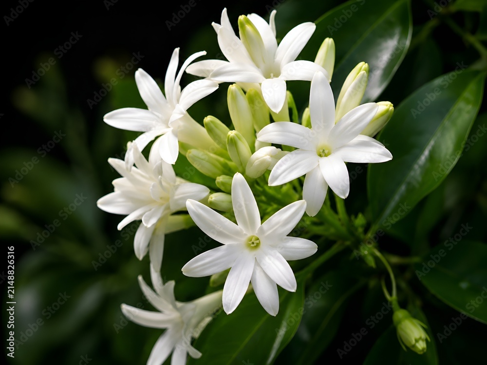 Fototapeta premium Close up of white Tuberose blossom cluster