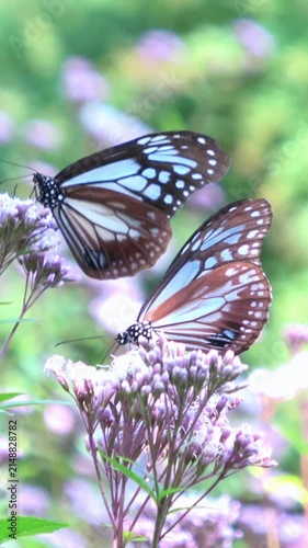 【縦動画】花畑で花蜜を吸い、翅を羽ばたかせて飛ぶ2頭のアサギマダラ  渡り蝶  4K 