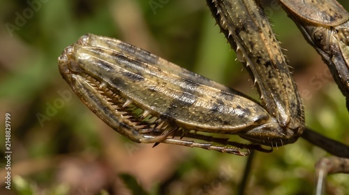 Detailed close up view of mantis foreleg showing sharp serrated spikes