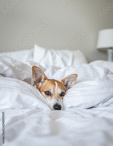 dog in bed