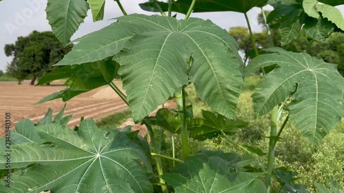 Close-up of Green Palmate Leaves on a Castor Bean Plant Outdoors