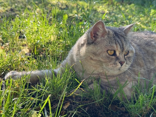 Canvastavla Cute cat feline lying in the grass