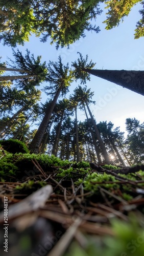 Serene forest path with tall pine trees and sunlight.