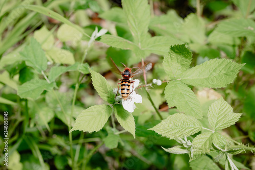 Принти на полотні Top-down view of a hornet hoverfly hovering over a blackberry blossom