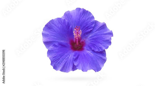 Obraz na płótnie Single vivid purple hibiscus flower isolated on a white background with hibiscus