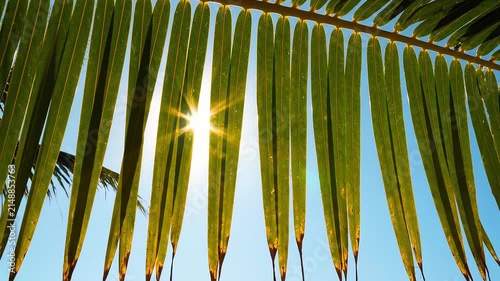  A breathtaking cinematic shot of bright golden summer sunlight streaming through lush tropical